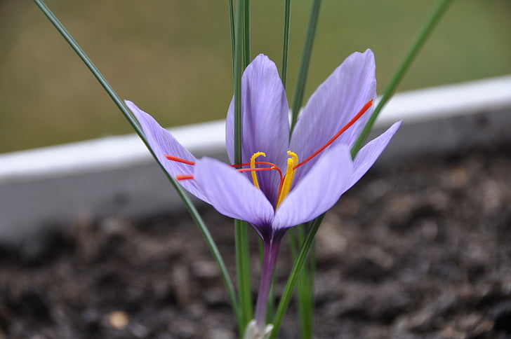 saffron, flower, purple