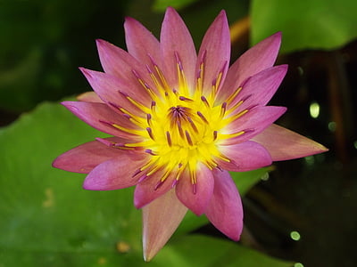 Лотос, розовый и фиолетовый, Тайбэй цветочный рынок, Природа, Водяная лилия, Lotus Лилия, Лепесток