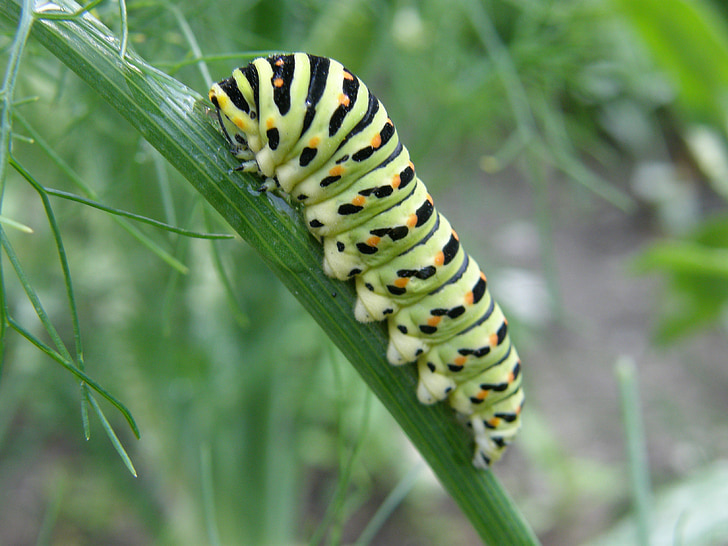 Caterpillar, queue d’aronde, nature, jardin, fermer, papillon, été