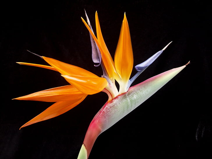 bird of paradise, flower, tropical, exotic, nature