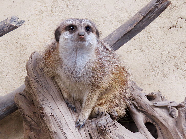 Meerkat, Mangusta, zoo di Calgary, carina