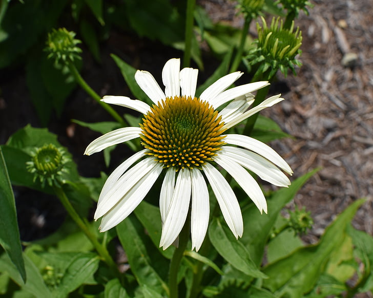 echinacea biały, Echinacea, stożek kwiat, leczniczego, ogród, Latem, kwiat