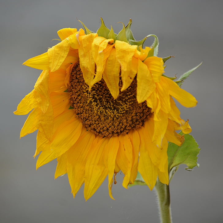 sunflower, flower, petal, yellow, nature, plant, big flower