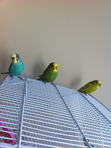 Parakeets, mielas, vyras, moteris, žalia, geltona, Budgie