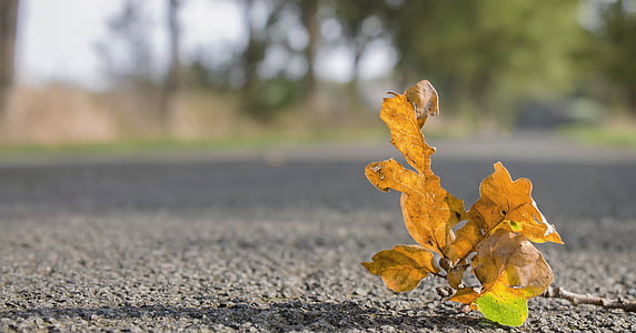 otoño, hojas, hoja, follaje de otoño, carretera, asfalto