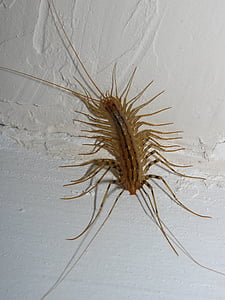 flytrap, home centipede, centipede, insects