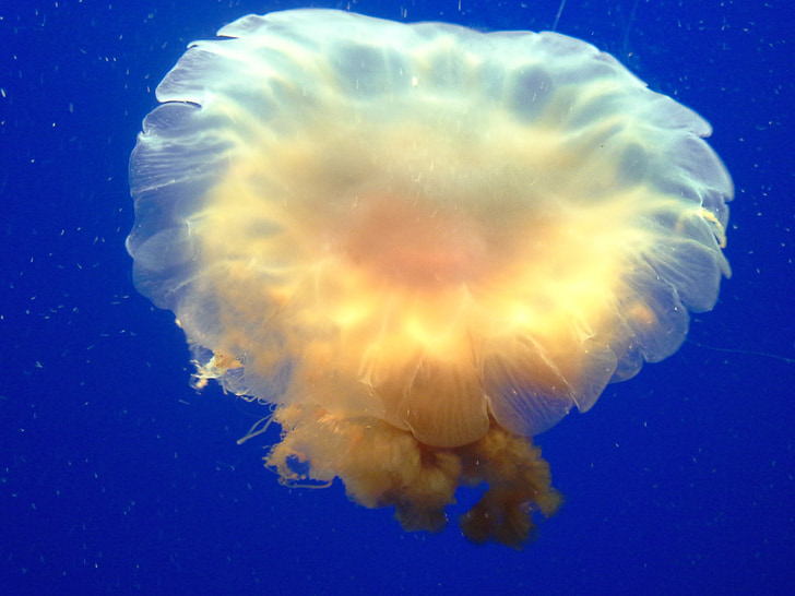 maneter, undervanns, akvarium, Monterey bay aquarium, glødende, fredelig, hav