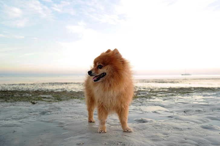 gos, Pomerània, platja, raça de gos, petit, suau i esponjosa, animal de companyia