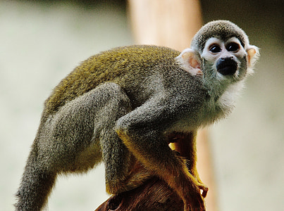 con khỉ, động vật, sở thú, Thiên nhiên, động vật có vú, chân dung con khỉ, Tierpark hellabrunn