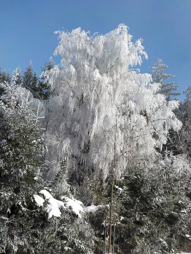 trees, frost, sun, hoarfrost, winter