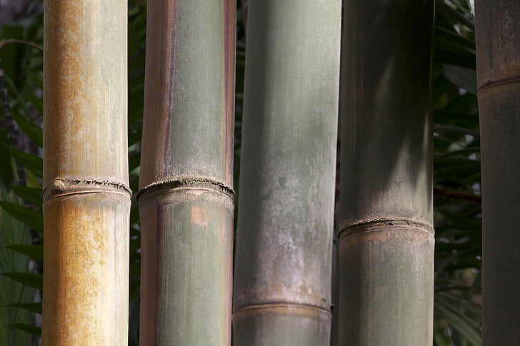 dendrocalamus giganteus, bambusest, hiiglane bambusest, töötlemata hiiglane bambusest, dendrocalamus aper, Myanmari, India