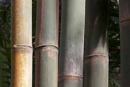 giganteus di Dendrocalamus, bambù, bambù gigante, bambù gigante grezzo, Dendrocalamus aper, Myanmar, India
