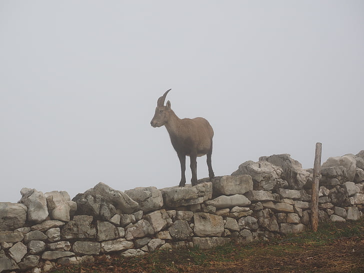 ibex alpino, Capricornio, animal, niebla, hay niebla, ibex de Capra, malvado Capricornio
