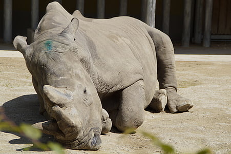 rhino, pachyderm, lying, zoo, zoo animal