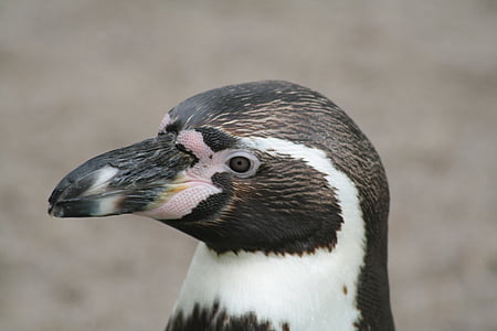 pingouin, tête, nature, projet de loi