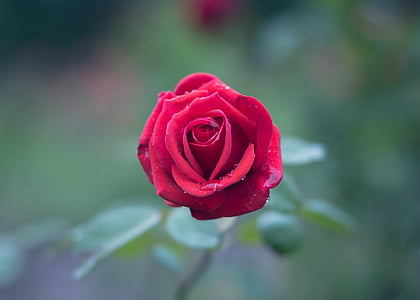 επιλεκτική, εστίαση, φωτογραφία, κόκκινο, τριαντάφυλλο, πέταλο, λουλούδι