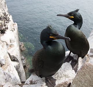 Marangoni dal ciuffo, cormorani, farne, Isole farne, fauna selvatica, uccello, Phalacrocorax