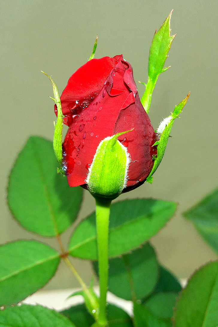 Hoa hồng jm, màu đỏ, Kerala