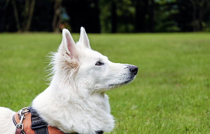 šuo, Swiss shepherd dog, balta, gyvūnų, Portretas, augintiniai, grynaveislių šunų