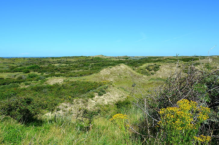 paysage de dunes, dunes, Côte de la mer du Nord, Borkum-ostland, réserve naturelle, végétation dunaire