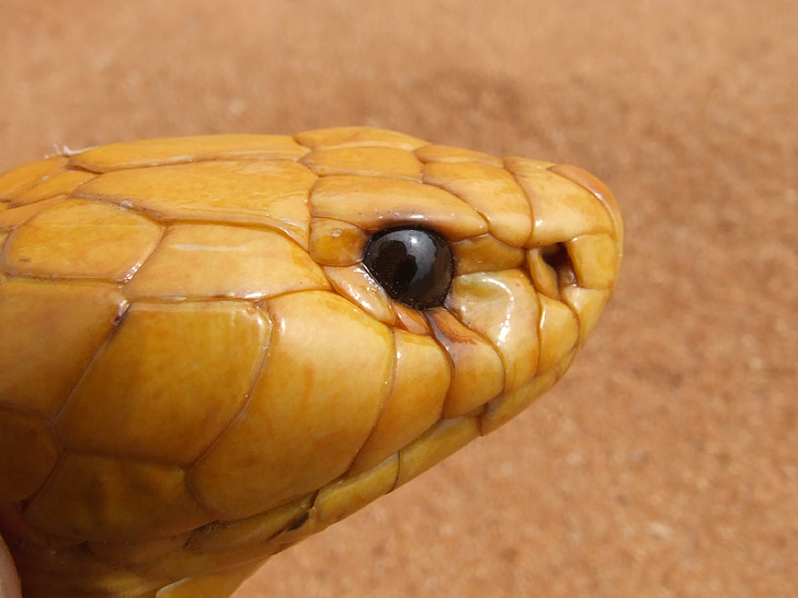 Cobra, pää, käärme, häijy, Naja nivea, Cape cobra, Luonto