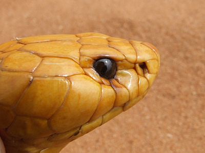 Cobra, tête, serpent, venimeux, Naja nivea, cobra du Cap, nature