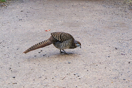 pheasant, goldfasan, female, bird, galliformes, plumage, species