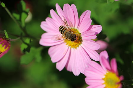 cosmos, bee, flowers, plants, pink, tabitha, nature
