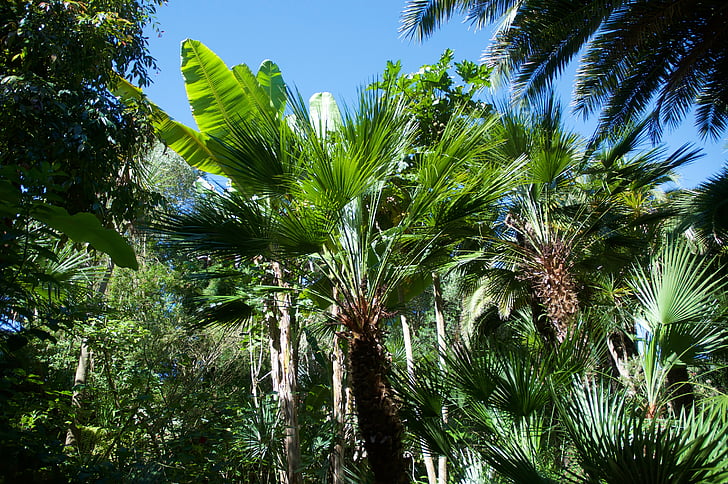 Palm, banaan, exotische tuin, batz eiland