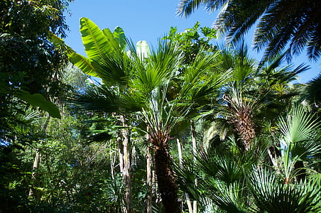Palm, banan, exotisk trädgård, ön batz