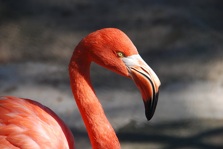 raudona, balta, gyvūnų, flamingas, paukštis, laukiniais gyvūnais, vienas gyvūnas