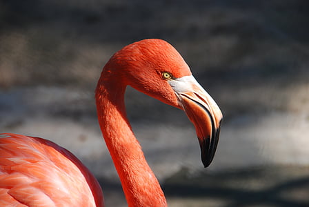 červená, bílá, zvíře, Flamingo, pták, zvířata v přírodě, jedno zvíře