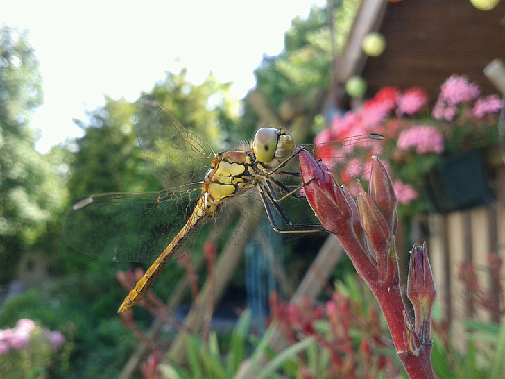 Dragonfly, sommer, bug, vinger, haven, insekt, natur