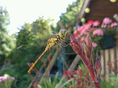 Dragonfly, Sommer, feil, vinger, hage, insekt, natur