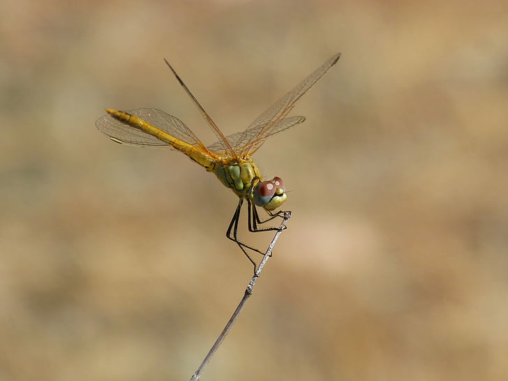 Dragonfly, Sympetrum striolatum, odonato, tak, gevleugelde insecten, detail, insect