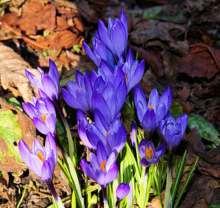 krokas, žiedų, žydėti, gėlė, violetinė, bühen, pavasarį