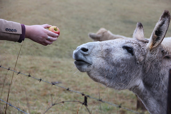 donkey, food, apple, farm, feed, fence, rural