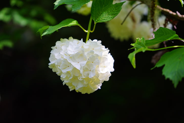 Viorne obier, Inflorescence :, globuleuses, blanc, boule de neige réelle, Bush, fleurs