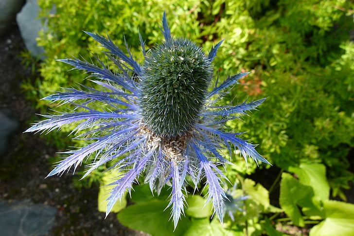 thistle, blue, flower, garden, flora, floral, prickly