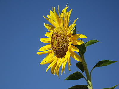 sunflower, blue sky, nature, flora, plant, vibrant, petals