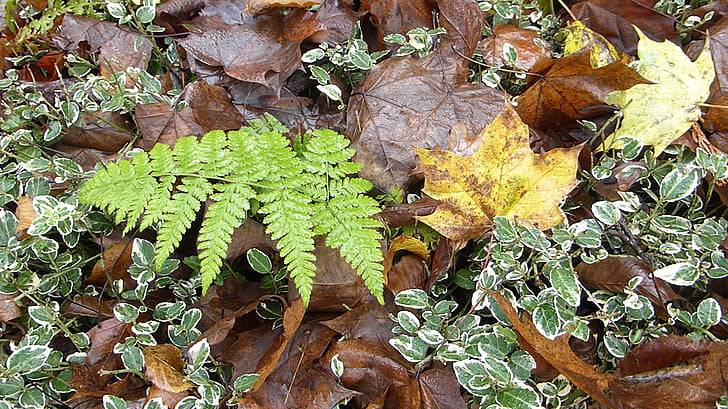 plant, autumn, leaves, forest floor, nature, fern plant