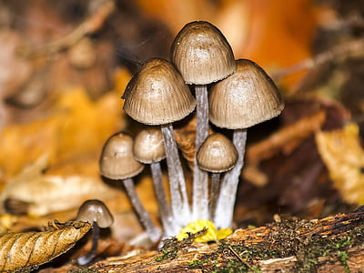 houby, Příroda, Les, podzim, houby, detail, hnědá