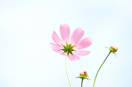 Tabitha, φύση, φυτά, λουλούδια, Cosmos, το φθινόπωρο, ροζ χρώμα