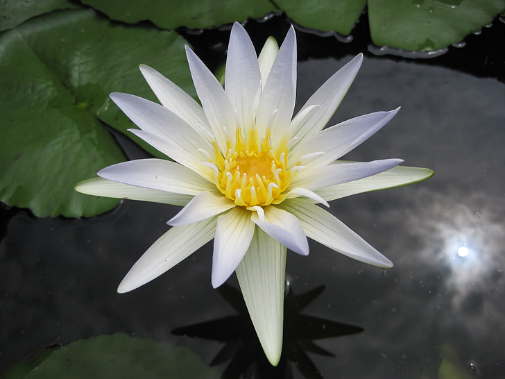 Bílý lotos, rybník, květ