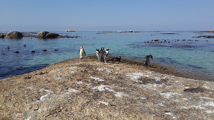 пингвини, плаж, тропически, пясък, бяло, вода, камъни