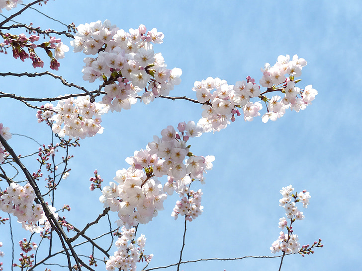 Sakura, wesoły kwitnąć, niebo, wiosna, drzewo, różowy, Natura