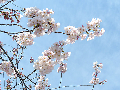 Sakura, flor alegre, céu, Primavera, árvore, -de-rosa, natureza