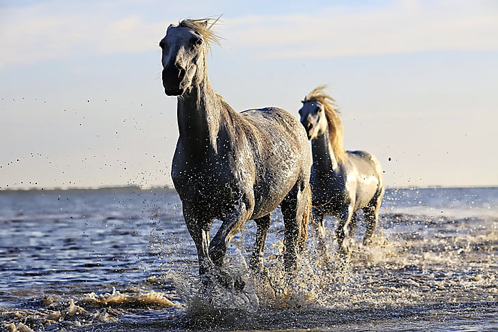 horse, white, horsehair, equine, horseback riding, mane, animals