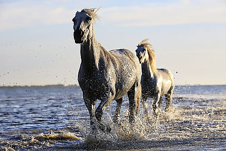 hobune, valge, hobusejõhvist, kabjalised, Ratsutamine., Mane, loomade