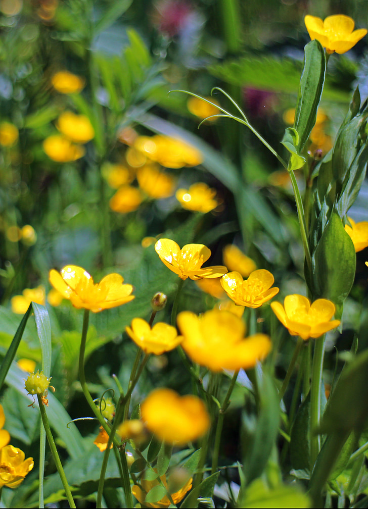 Caltha palustris, Dotterblume, fiore, giallo, burro giallo, fiori, Ranunculaceae